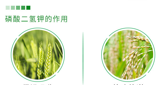 500g有機緩釋氮肥-瑞倍達