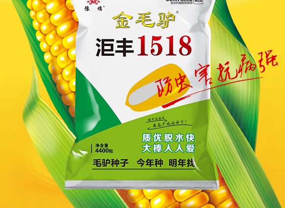 金毛驢匯豐1518-玉米種子-豫穗農(nóng)業(yè)