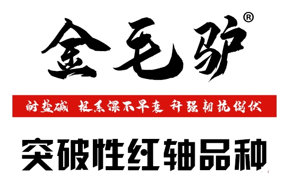 金毛驢匯豐1518-玉米種子-豫穗農(nóng)業(yè)