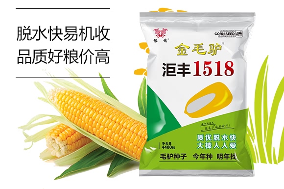 金毛驢匯豐1518-玉米種子-豫穗農(nóng)業(yè)