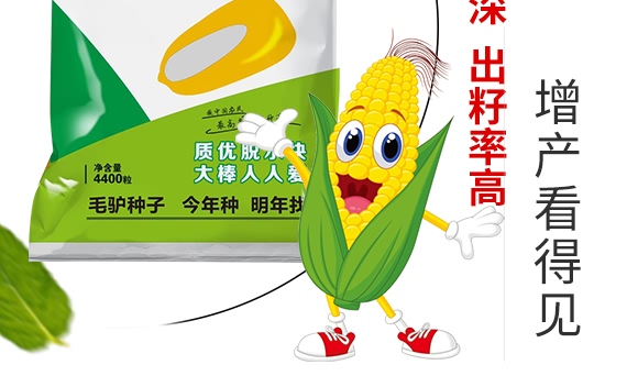 金毛驢匯豐1518-玉米種子-豫穗農(nóng)業(yè)