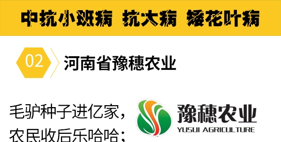 金毛驢匯豐1518-玉米種子-豫穗農(nóng)業(yè)