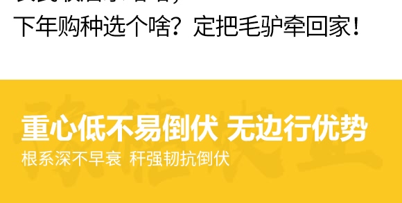 金毛驢匯豐1518-玉米種子-豫穗農(nóng)業(yè)