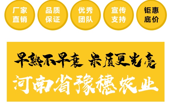 金毛驢匯豐1518-玉米種子-豫穗農(nóng)業(yè)