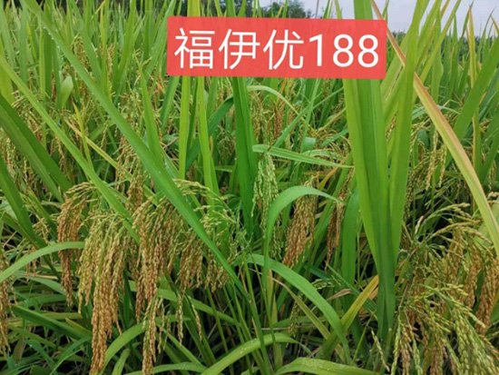 福伊優(yōu)188（500g）-水稻雜交種-福華高科