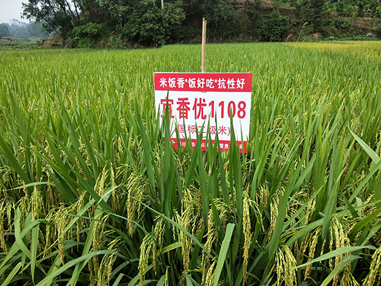 宜香優(yōu)1108-水稻雜交種-福華高科
