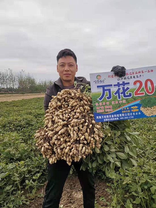 萬(wàn)花20-花生種子-萬(wàn)擔(dān)糧