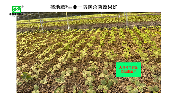 鏁堟灉灞曠ず_03.png