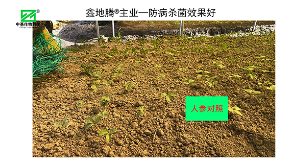 鏁堟灉灞曠ず_04.png
