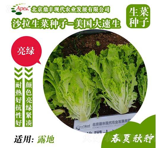美國(guó)大速生-生菜種子-鼎豐農(nóng)業(yè)