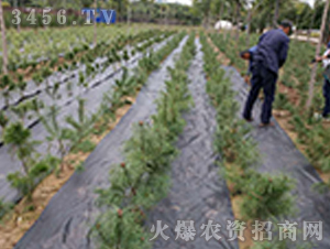 園林防草布-正航