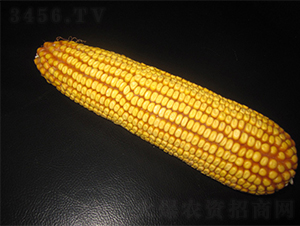 農(nóng)光10-玉米種子-農(nóng)光種業(yè)