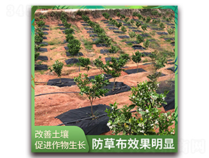 園豐一號(hào)-防草布效果明顯