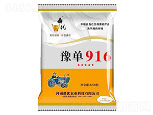 豫單916-玉米種子-鼎優(yōu)農(nóng)業(yè)