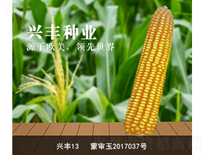 興豐13-玉米種子-興豐種業(yè)