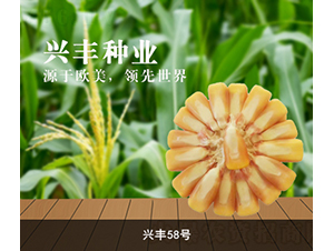 興豐58號-玉米種子-興豐種業(yè)