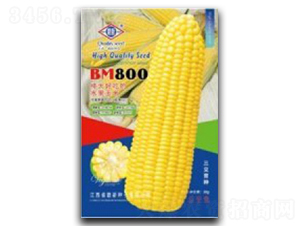 BM800-水果玉米種子-臺(tái)州農(nóng)資
