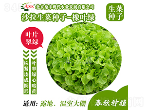 橡葉綠-生菜種子-鼎豐農(nóng)業(yè)