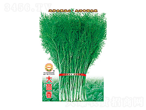 大茴香-太樂種業(yè)