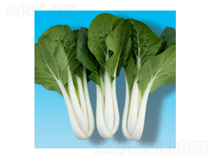 青梗菜種子-奶白菜306-華瀛種業(yè)