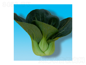 青梗菜種子-瀛青317-華瀛種業(yè)