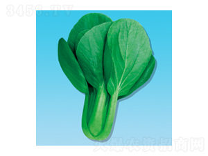 青梗菜種子-瀛青398-華瀛種業(yè)