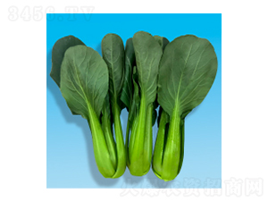 青梗菜種子-長安風(fēng)-華瀛種業(yè)