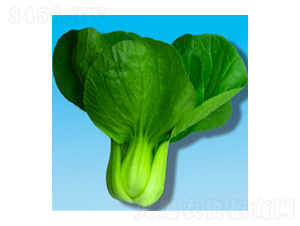 青梗菜種子-瀛青399-華瀛種業(yè)