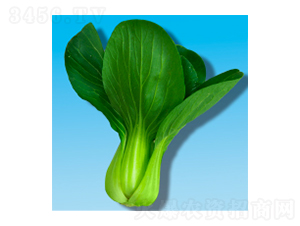 青梗菜種子-瀛青353-華瀛種業(yè)