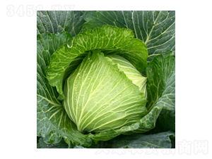 甘藍(lán)種子-藍(lán)得-華瀛種業(yè)