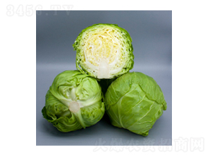 甘藍(lán)種子-甘藍(lán)2115-華瀛種業(yè)