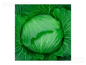 甘藍(lán)種子-瀛甘316-華瀛種業(yè)