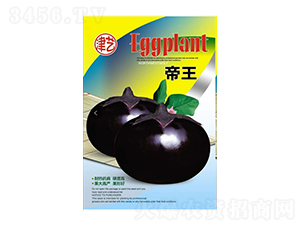 茄子種子-帝王-邯豐農(nóng)業(yè)