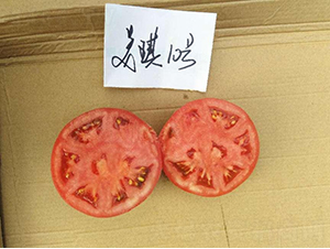 高科美琪10號-番茄種子-秦豐種業(yè)