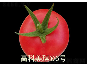 高科美琪6號-番茄種子-秦豐種業(yè)