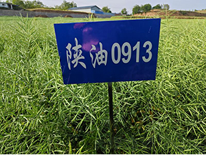 陜油0913-油菜種子-秦豐種業(yè)